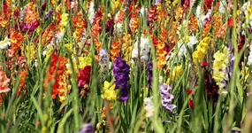 Gladiolenfeld3_smaller.webp