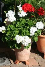 rot_weisse Geranie.webp