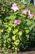 Gartenhibiskus.webp
