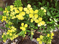 gänsekresse 02.05.13.webp