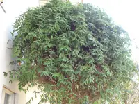 SAM_2919.webp