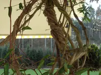 SAM_2918.webp