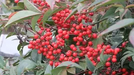 015.webp