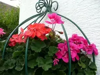 Geranien.20.9.2012~1.webp