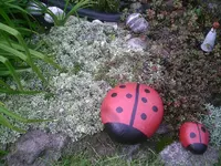 Käfer und Gänsekresse.27.09.2011.webp