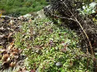SAM_2917.webp