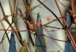 erste Knospen an der Multi Blue_09022014_640.JPG