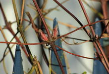 erste Knospen an der Multi Blue_09022014_640.webp