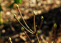 dicke Knospen an den Azaleen_900.webp