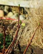 Hortensien knospen_500.webp
