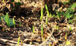 Tulpen_Narzisse_Hyanzinthe kommen hoch_900.webp