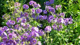 DSCN4933.webp