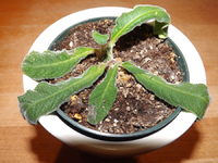 DSCF2034s.webp