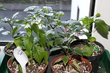 Chili-Fenster-5-_09_02_14.webp