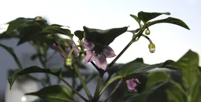 Lila-Luzi-09_02_14.webp