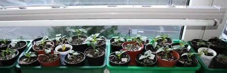 Chili-Fenster-2-_09_02_14.webp