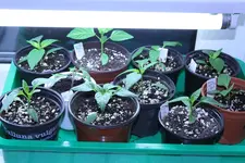 Chili-Fenster-1-_09_02_14.webp