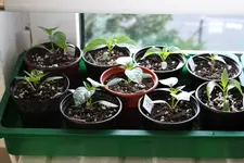 Chili-Fenster-4-_09_02_14.webp