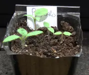 Physalis.webp