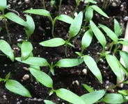 Paprika1.webp