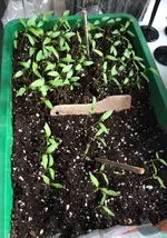 Paprika2.webp