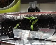 chili1.webp