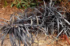 schlangenbart.webp