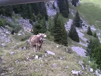 Eine Kuh mitten auf dem Wanderweg.webp