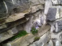 Steingarten3.webp