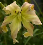 Lola Branham.webp