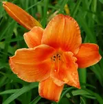 Mauna Loa.webp