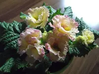 DSCF3372.webp