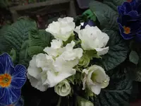 DSCF3376.webp
