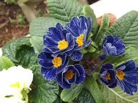 DSCF3377.webp