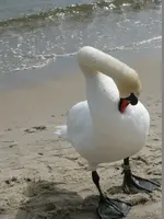 Schwan.webp