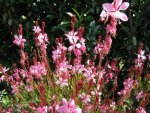 Gaura.jpg