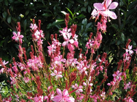 Gaura.webp
