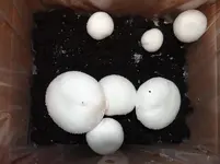 Champignons2.webp