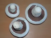 Champignons3.webp
