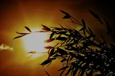 Sonne13.webp