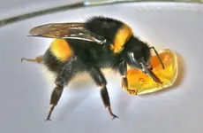 TiereMakro (22).webp