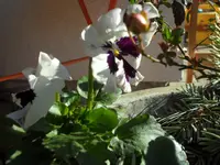 SAM_2926.webp