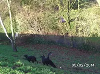 Jagdzeit (2).webp