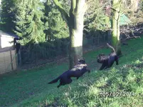Jagdzeit (4).webp