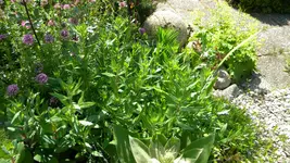 DSCN4930.webp
