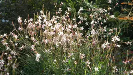 DSCN5936.webp
