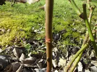 SAM_2930.webp