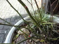 SAM_2931.webp