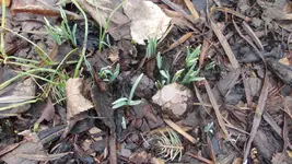 garten 001.webp