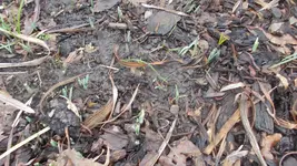 garten 002.webp